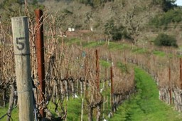 Vineyard Dormancy